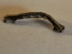 Peribatodes rhomboidaria