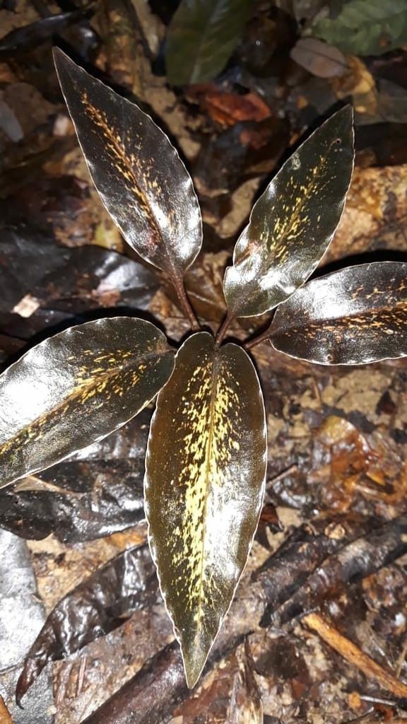 Pelexia goninensis