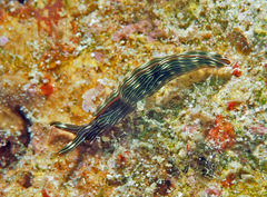 Thuridilla gracilis