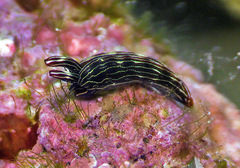 Thuridilla gracilis