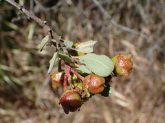Ceanothus megacarpus