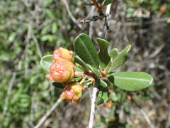 Ceanothus megacarpus