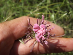 Castilleja purpurea