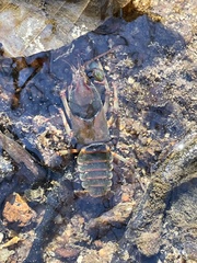 Cambarus howardi