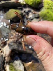 Cambarus howardi