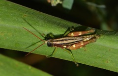 Syntomacris guttulosa