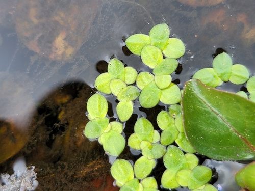 Spirodela polyrhiza image