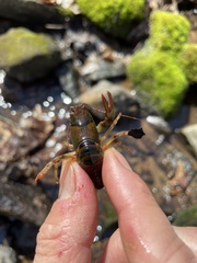Cambarus howardi