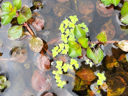 Spirodela polyrhiza image