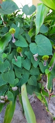 Aristolochia argentina