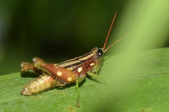 Syntomacris guttulosa