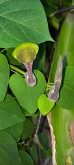 Aristolochia argentina