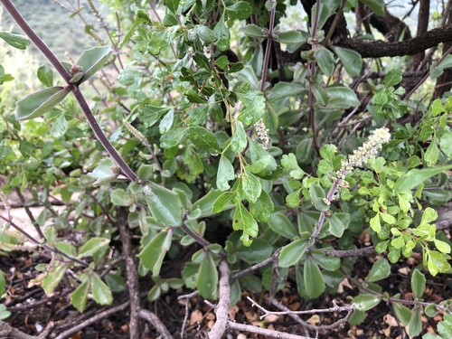 Coleus cylindraceus, photograph 6