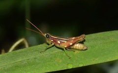 Syntomacris guttulosa