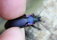 Carabus violaceus aurolimbatus
