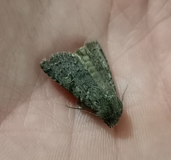 Ichneutica sistens