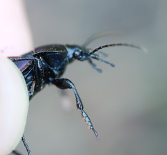 Carabus violaceus aurolimbatus