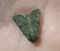 Ichneutica sistens