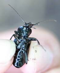 Carabus violaceus aurolimbatus