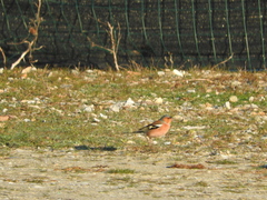 Fringilla coelebs
