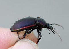 Carabus violaceus aurolimbatus