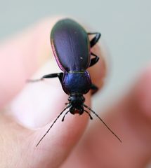 Carabus violaceus aurolimbatus