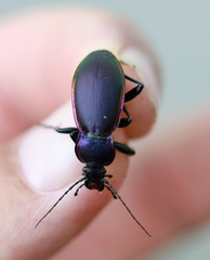 Carabus violaceus aurolimbatus