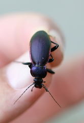 Carabus violaceus aurolimbatus