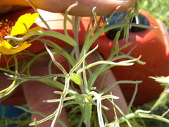 Castilleja purpurea