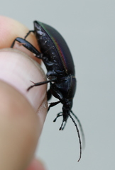 Carabus violaceus aurolimbatus