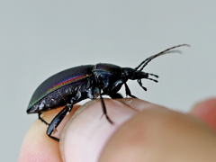 Carabus violaceus aurolimbatus