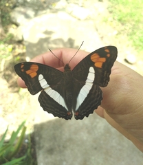 Adelpha erotia