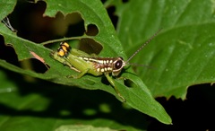 Pseudonautia