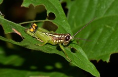 Pseudonautia
