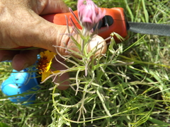 Castilleja purpurea