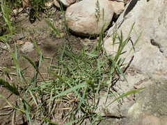 Polypogon interruptus