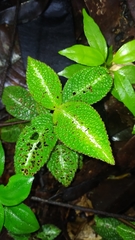Nautilocalyx pictus