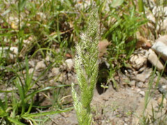 Polypogon interruptus
