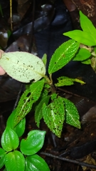 Nautilocalyx pictus