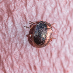 Chrysolina bankii