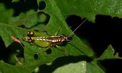 Pseudonautia