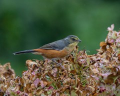 Microspingus lateralis