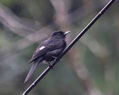Knipolegus nigerrimus