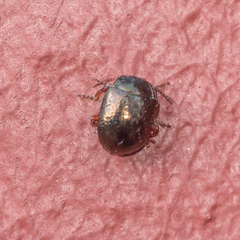 Chrysolina bankii