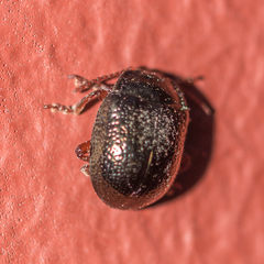 Chrysolina bankii