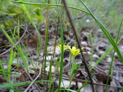 Gagea soleirolii