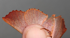 Monoctenia smerintharia