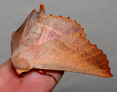 Monoctenia smerintharia