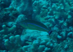 Pseudojuloides cerasinus