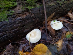 Clitocybe regularis